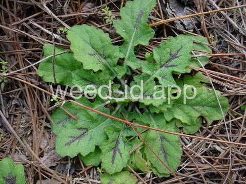 sage, lyreleaf